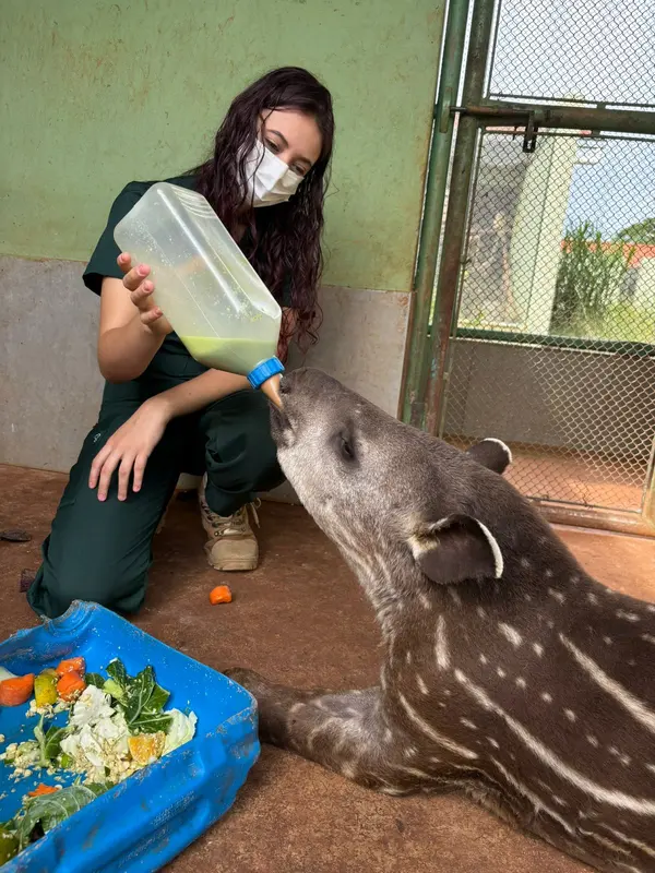 Animais tratados e reabilitados no Cetras de Patos de Minas