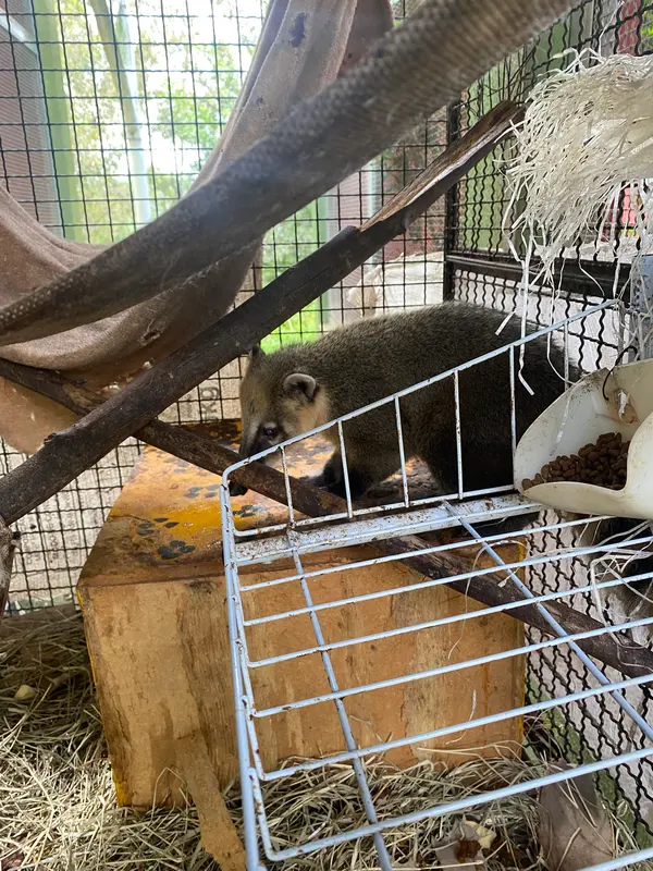 Animais tratado e reabilitados no Cetras de Divinópolis