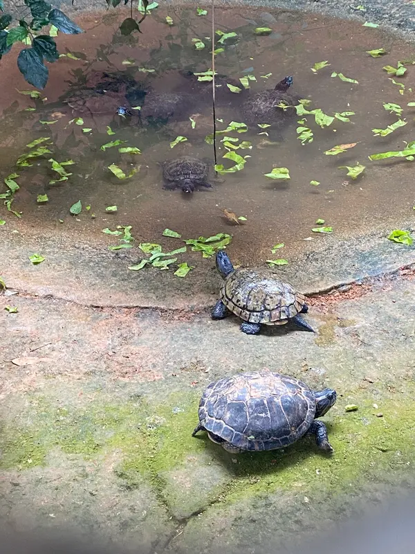 Animais tratado e reabilitados no Cetras de Divinópolis