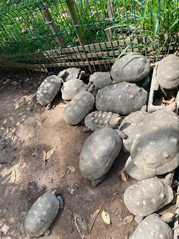 Animais tratado e reabilitados no Cetras de Divinópolis
