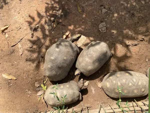 Animais tratado e reabilitados no Cetras de Divinópolis