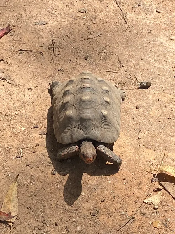 Animais tratados e reabilitados no Cetras de Divinópolis