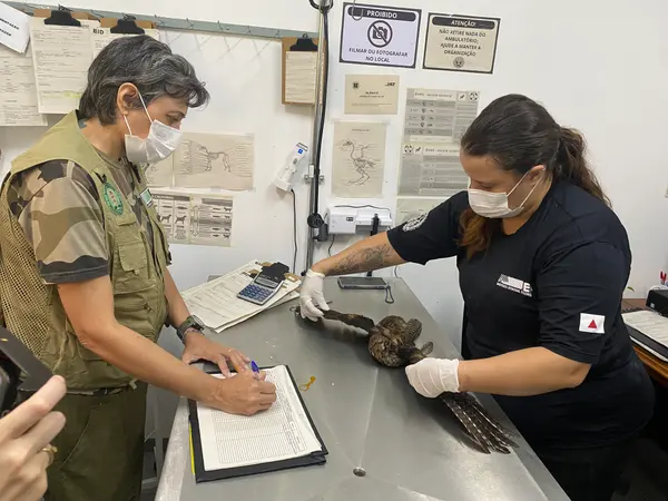 Animais tratados e reabilitados no Cetras de Divinópolis