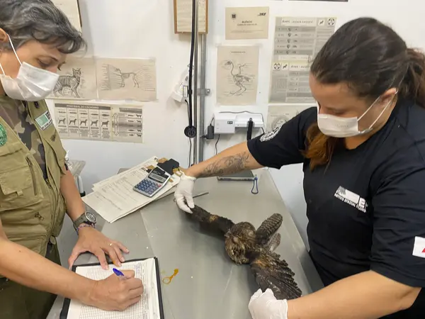 Animais tratados e reabilitados no Cetras de Divinópolis