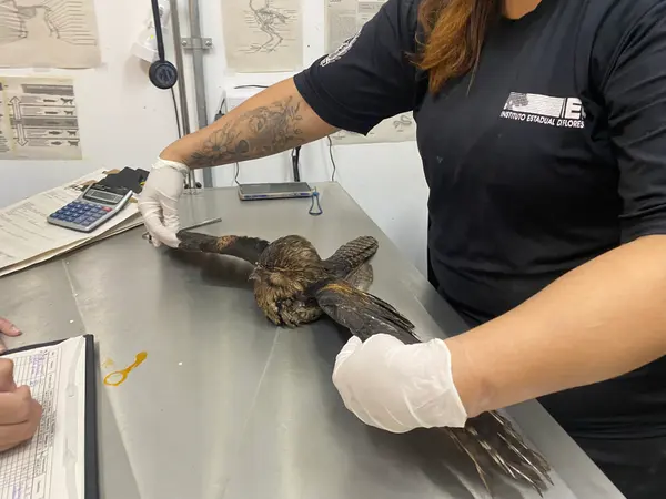 Animais tratados e reabilitados no Cetras de Divinópolis