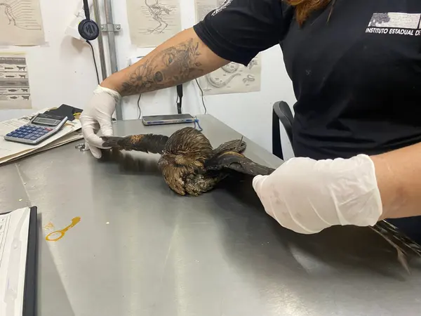 Animais tratado e reabilitados no Cetras de Divinópolis