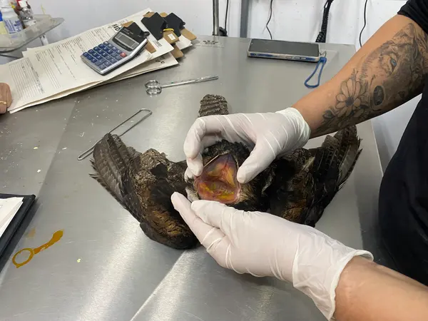 Animais tratado e reabilitados no Cetras de Divinópolis