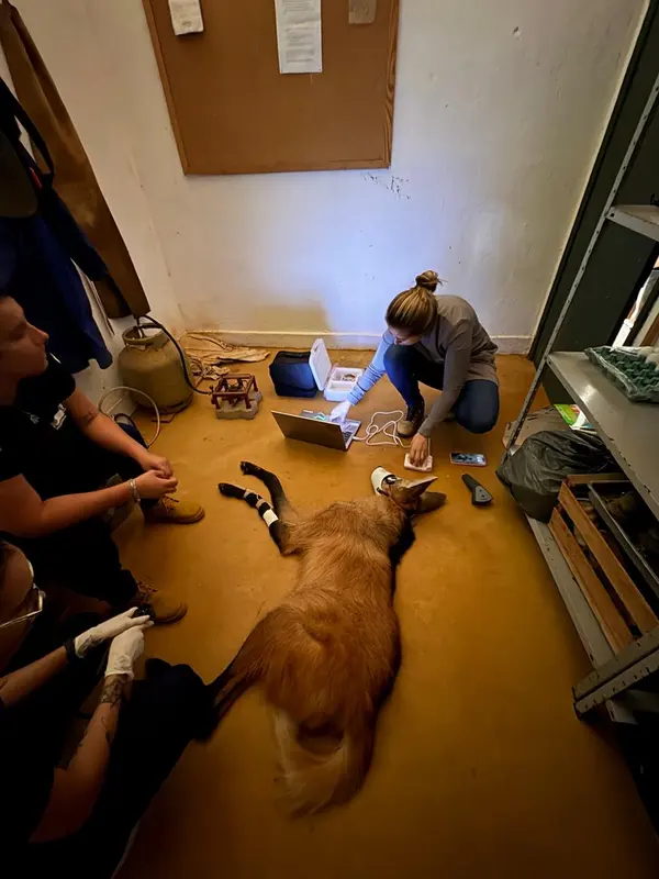 Animal atendido no Cetas de Juiz de Fora