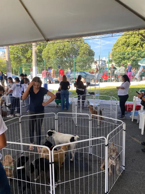 Mutirão em Betim ultrapassa meta com 1.462 mil castrações de cães e gatos