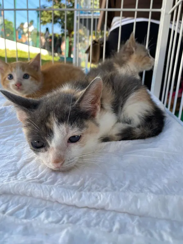 Mutirão em Betim ultrapassa meta com 1.462 mil castrações de cães e gatos