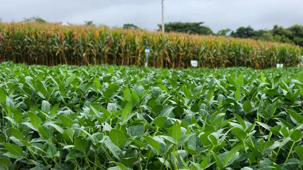 Plantação de soja