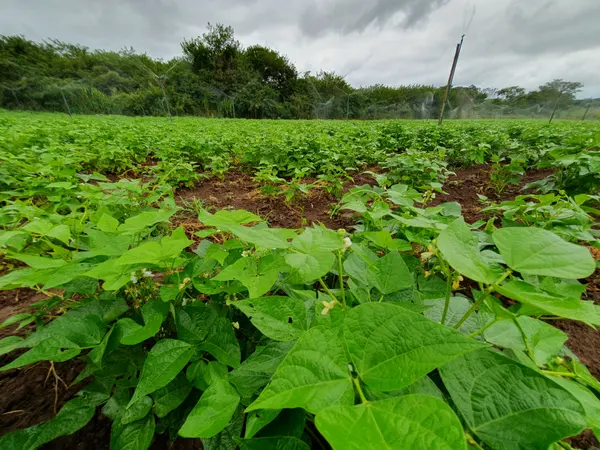 Plantação de feijão
