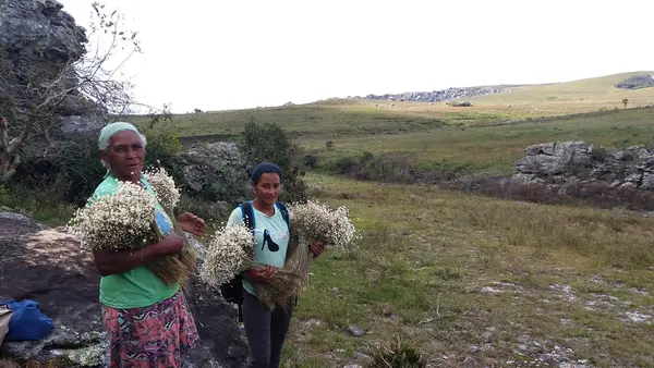 Tradicional coleta de sempre-vivas agora é patrimônio agrícola mundial