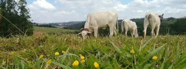 Uso de pasto consorciado de gramíneas com leguminosas diminui impacto ambiental e eleva valor nutritivo 
