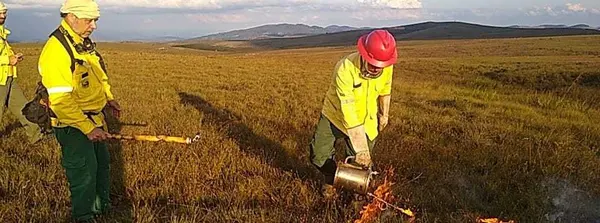 Queimas prescritas são indicadas para prevenção a incêndios florestais e reequilíbrio ambiental