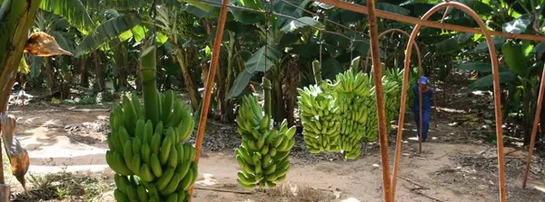 Emater-MG dá início ao Circuito Frutificaminas de 2024