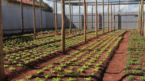 Horta Solidária beneficia famílias de Campo Florido, no Triângulo Mineiro