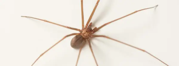 Fundação Ezequiel Dias dá dicas para evitar acidentes com aranhas-marrons