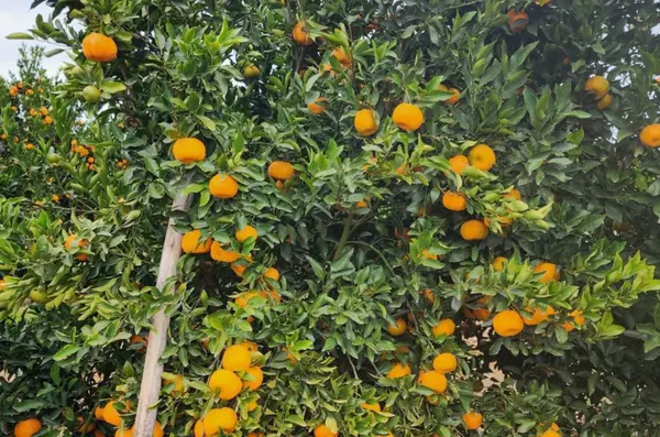 Projeto busca orientar produtores  contra pragas nos citros da região Noroeste de Minas