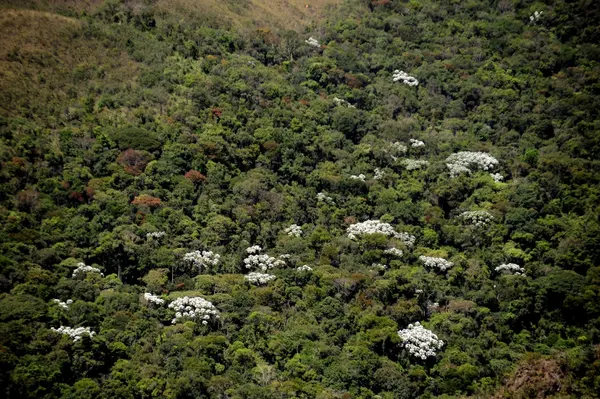 Minas Gerais se destaca no cumprimento do Tratado da Mata Atlântica, para a restauração do bioma