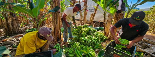 Programa do Governo de Minas fortalece o cooperativismo na agricultura familiar