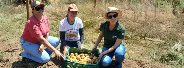 Emater testa cultivo de batata-inglesa no Vale do Jequitinhonha