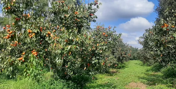 Emater-MG apoia produção de caqui em Turvolândia, maior polo da fruta em Minas Gerais