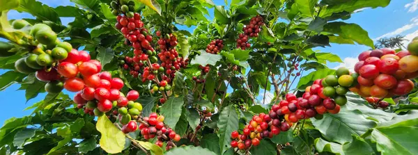 Emater e Cecafé firmam parceria para promover a sustentabilidade na cafeicultura