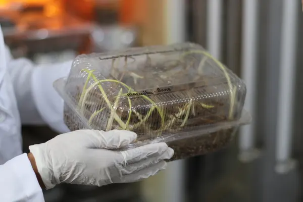 Tecnologia mineira impulsiona uso da macaúba como biocombustível para a aviação