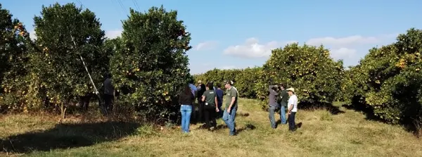 Emater orienta sobre manejo e produtividade da fruticultura durante a safra de verão