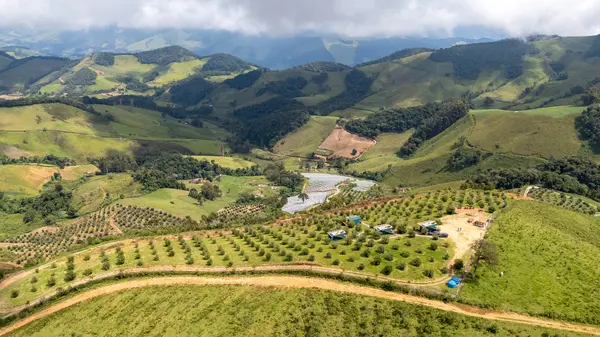 Impulsionada pela Epamig, olivicultura da Serra da Mantiqueira confirma excelência