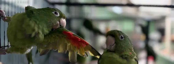 Instituto Estadual de Florestas regulamenta atividades com fauna silvestre e exótica em cativeiro em Minas Gerais