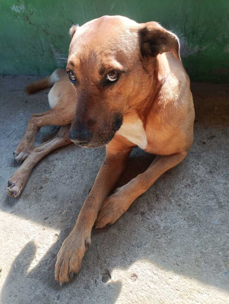 Cachorro Pitbull - Grande Belo Horizonte, Minas Gerais