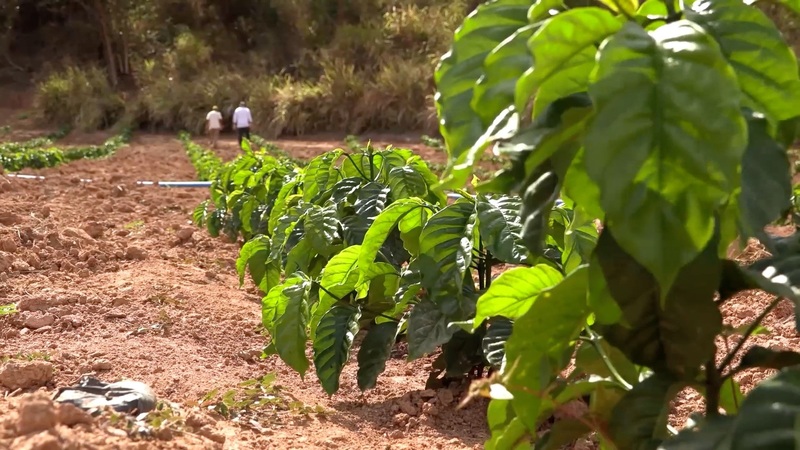 Agência Minas Gerais  Cresce a produção familiar de café Conilon