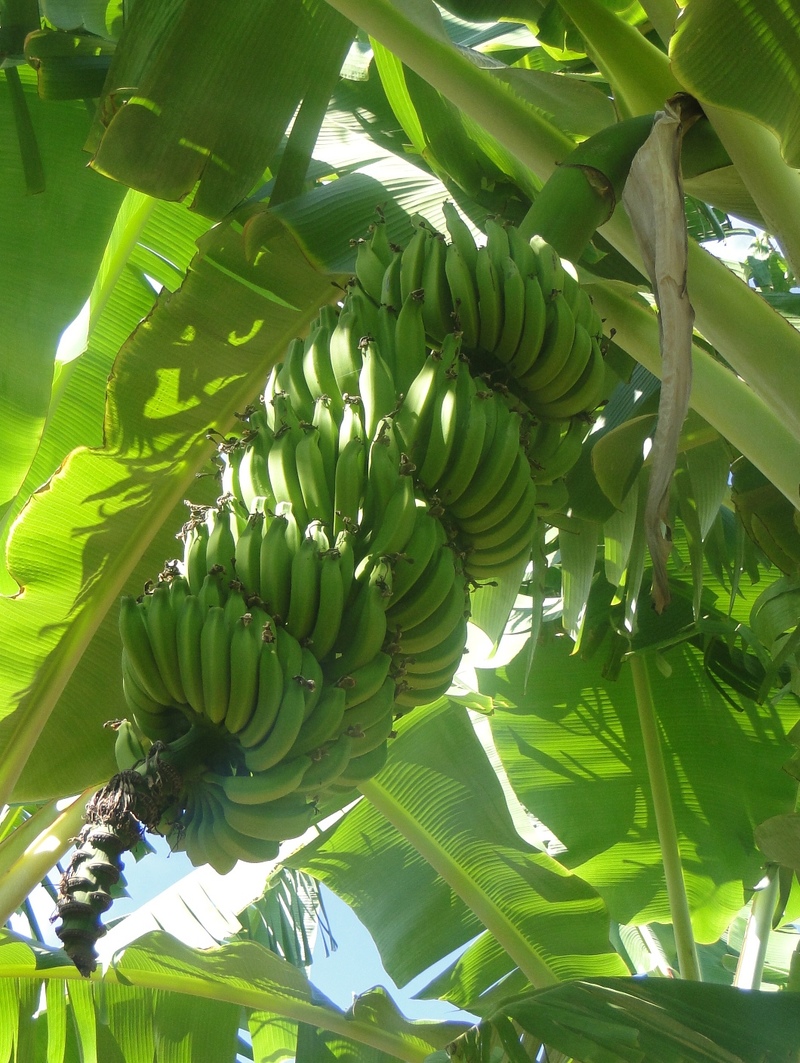 Brasil prepara ações para prevenir entrada de nova raça da  murcha-de-fusarium da bananeira - Portal Embrapa