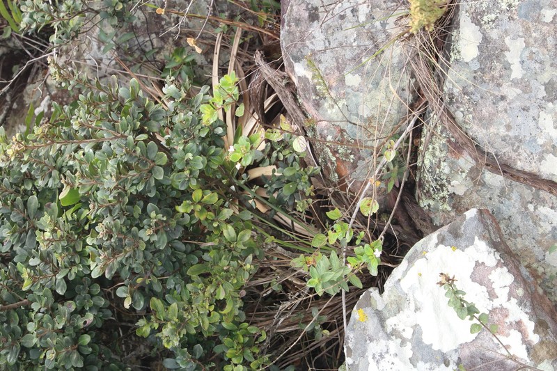 Lippia aonae (IEF / Divulgação)