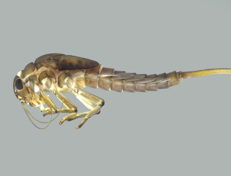 Espécie Americabaetis urubic.Foto: Neotropical Entomology