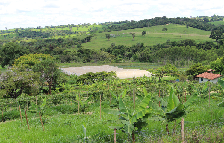 Agro erasmo pereira %282525621%29 0