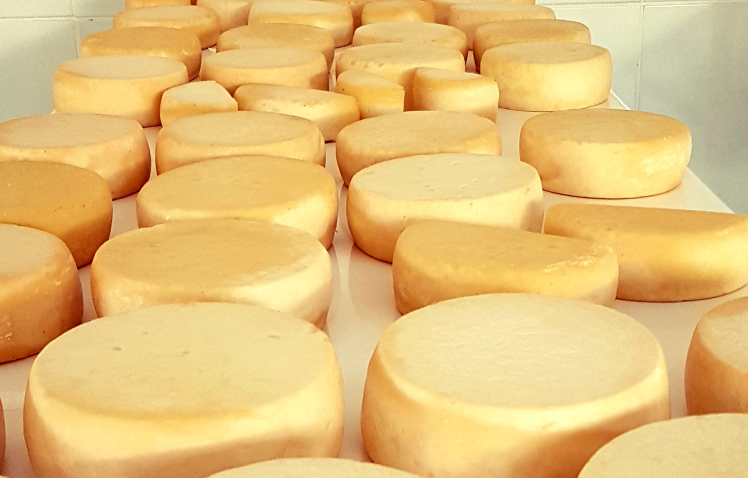 Queijo agroindustria familiar emater divulgacao %281%29