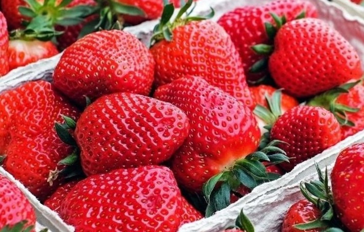 Morangos em caixas emater mg divulga%c3%a7%c3%a3o