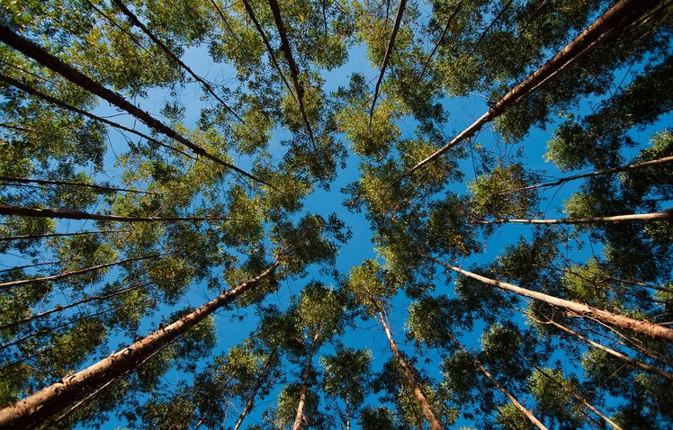 %c3%adndice1   cred semad cenibra divulga%c3%a7%c3%a3o