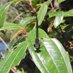 Unveil 8a21a6f614db065bb1ca2c21a5c803aede783f93e5277febbd47f37d9dbae4ca