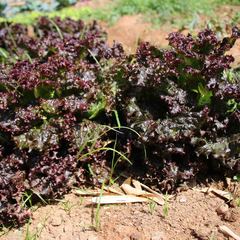 miniatura da galeria