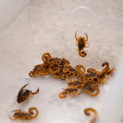 miniatura da galeria