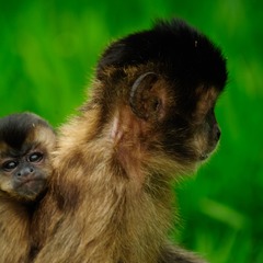 miniatura da galeria
