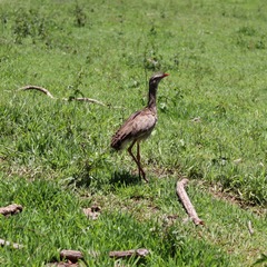 miniatura da galeria