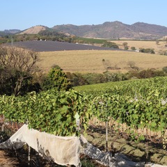 miniatura da galeria