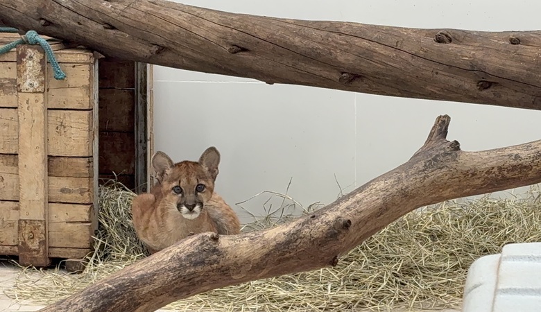 Unveil 8a21a6f614db065bb1ca2c21a5c803aede783f93e5277febbd47f37d9dbae4ca