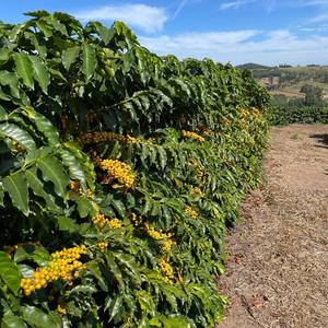 Iepha anuncia retomada de obras no circuito cultural e articulacao com outras regioes do estado 1.jpg.750x450 q85 crop smart upscale