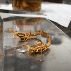 Iepha anuncia retomada de obras no circuito cultural e articulacao com outras regioes do estado 1.jpg.750x450 q85 crop smart upscale